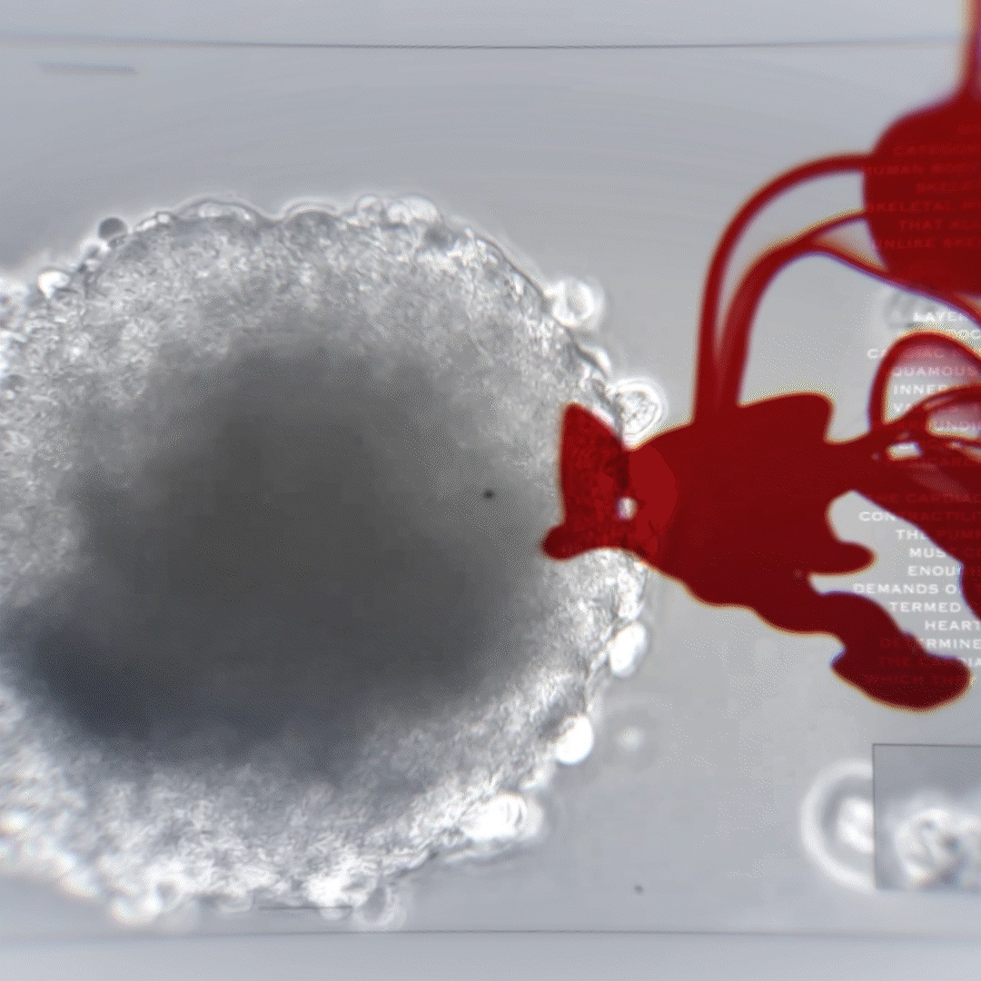 Forensic Investigation GIF